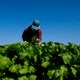 A farmworker wears a face mask while harvesting curly mustard in a field in Ventura County, California.